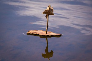 13_01_MurpheyCandlerPark_004-23