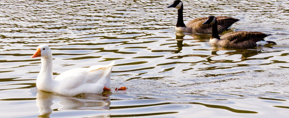 13_01_MurpheyCandlerPark_004-30