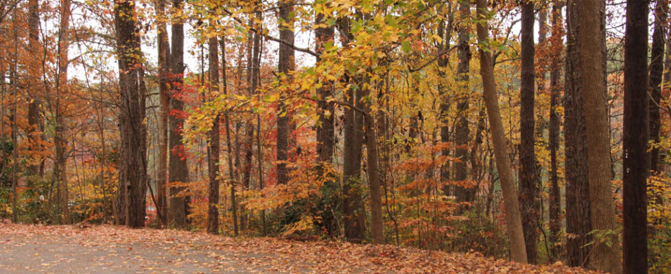 Fall Park Photos -#48 - (IMG_0048)