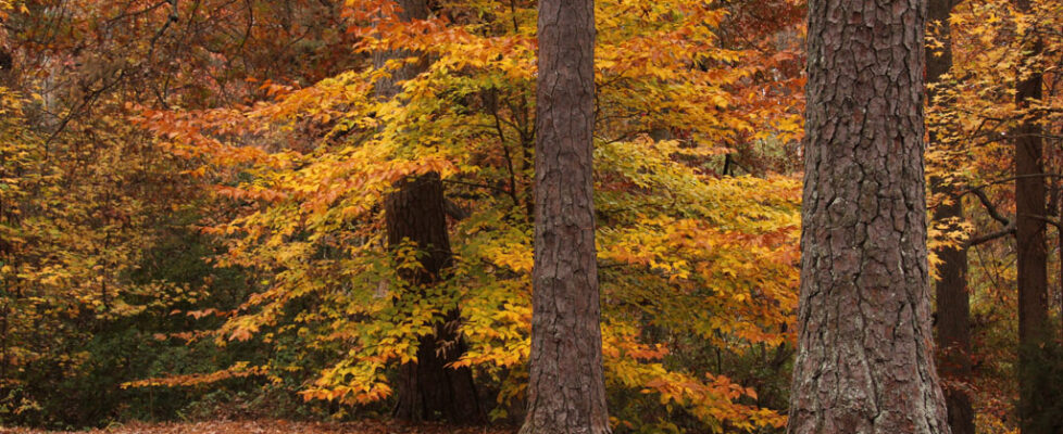 Fall Park Photos -#90 - (IMG_0090)