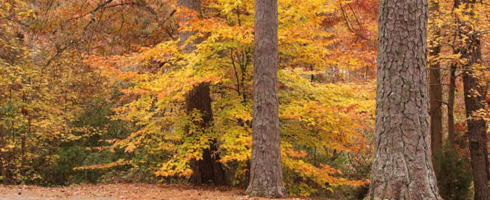 Fall Park Photos -#94 - (IMG_0094)