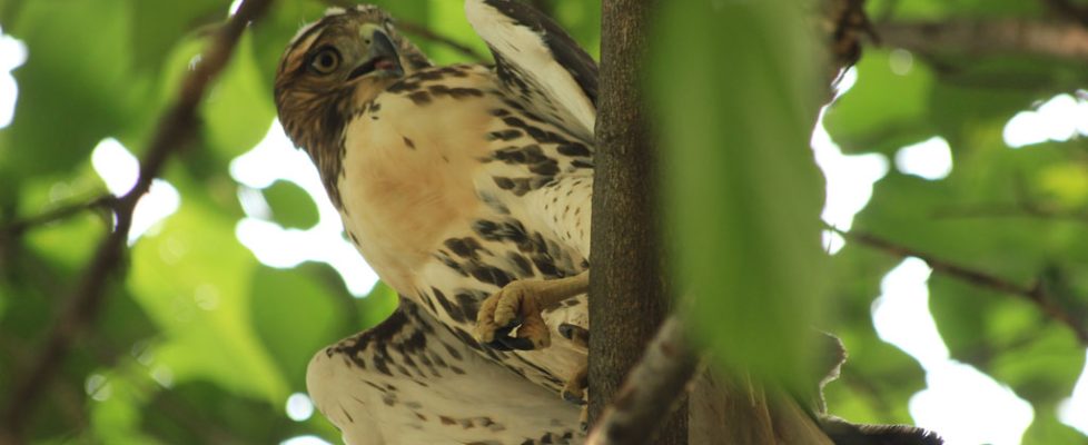Hawk 2012-07-01 - 109