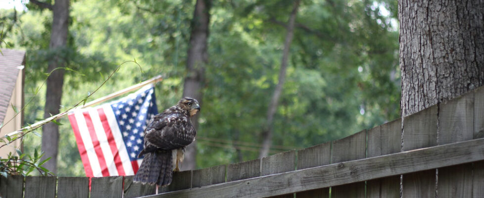 Hawk 2012-07-01 - 30