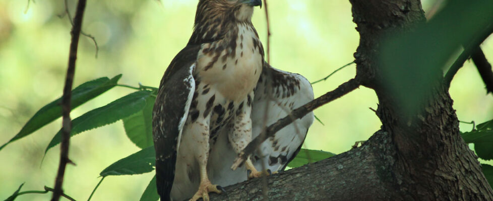 Hawk in the Yard 2012-07-01 - 1989