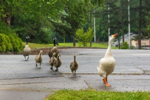 MurpheyCandlerDucks2013May9940