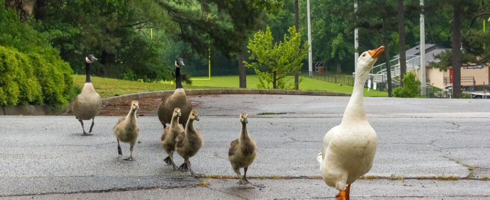MurpheyCandlerDucks2013May9940