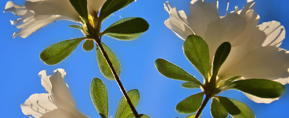 Spring at Candler Lake Court2012-03-27& 11-24-32