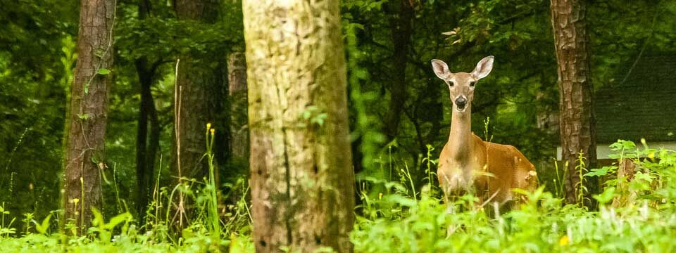 deerpic